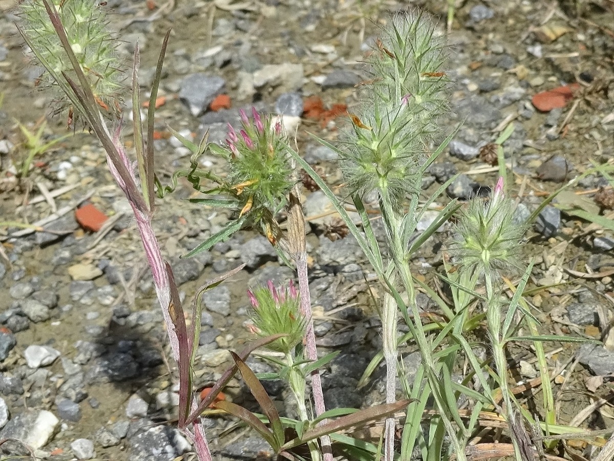 Trifolium angustifolium (Fabaceae)